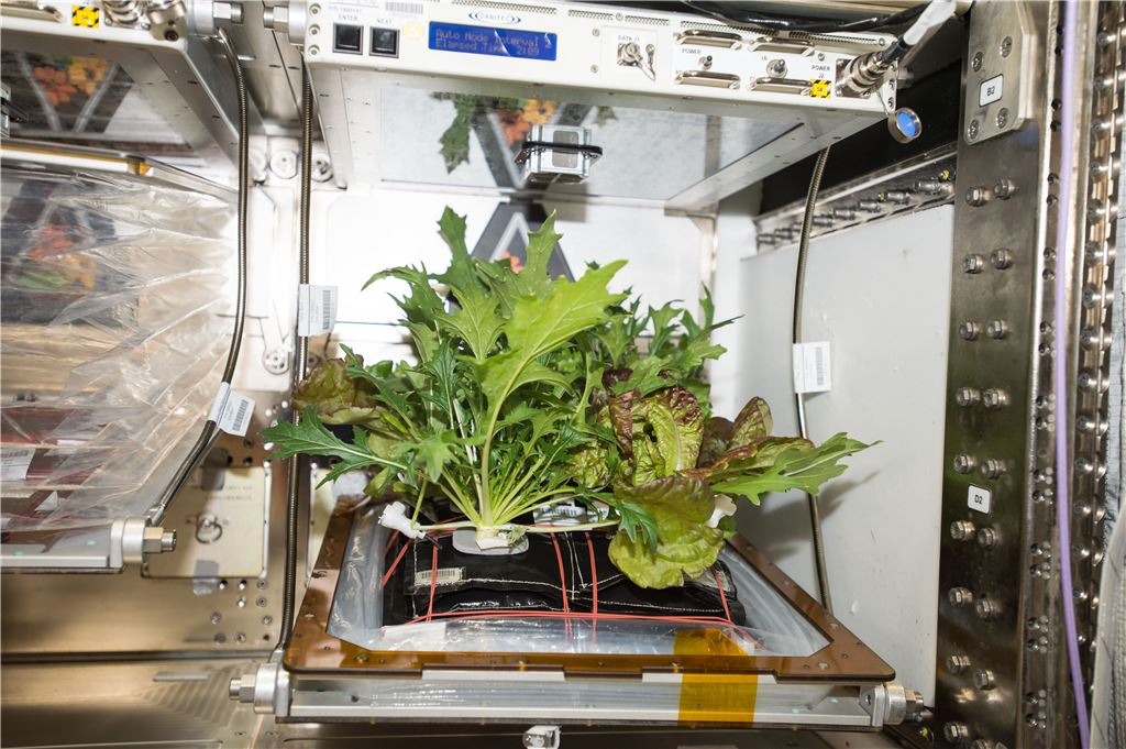 NASA khám phá tiềm năng của công việc làm vườn trong không gian - nasa 2