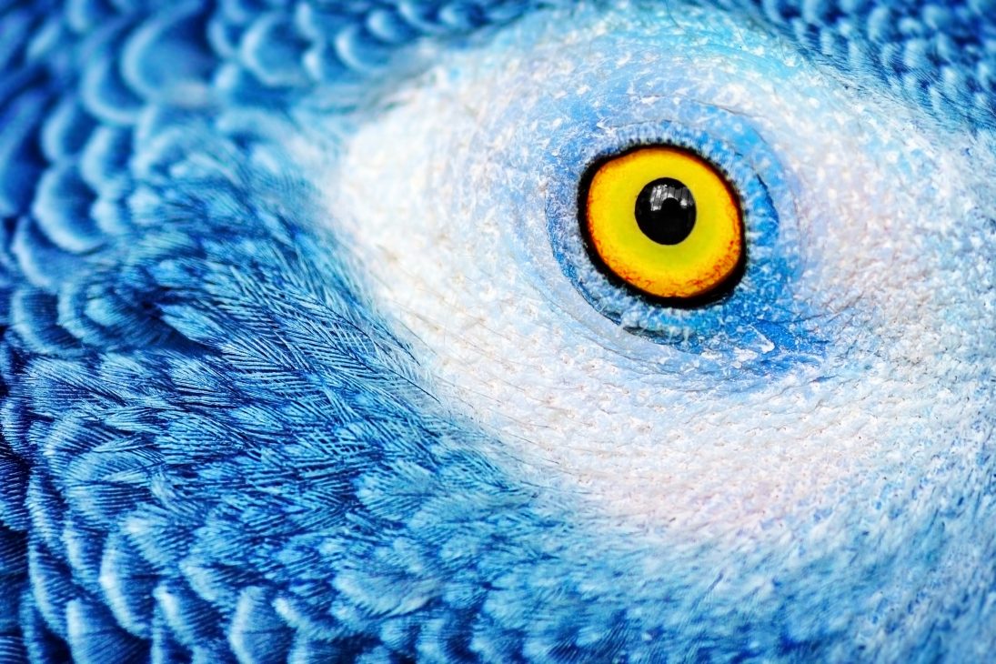Cận cảnh nét đẹp mê hoặc, cấu tạo kỳ thú của những đôi mắt động vật - vet 3