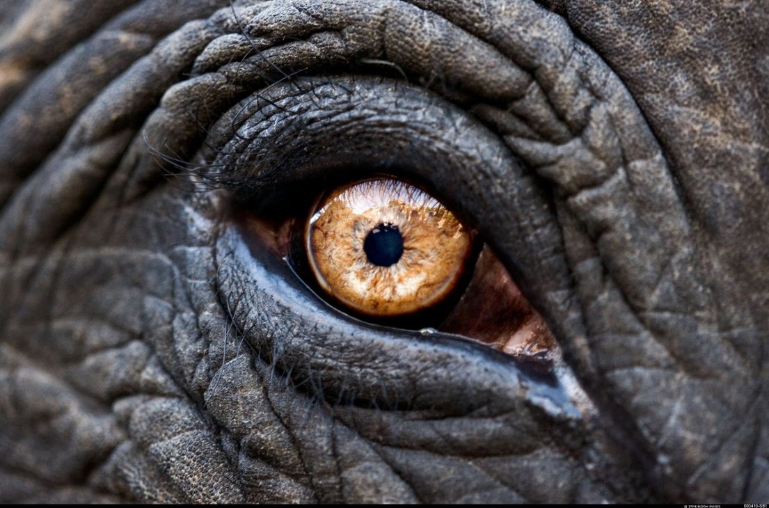 Cận cảnh nét đẹp mê hoặc, cấu tạo kỳ thú của những đôi mắt động vật - voi 4