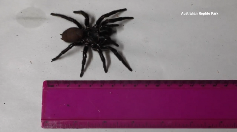 Siêu nhện cực độc có thể cắn xuyên thủng móng tay người - nhen 1 1