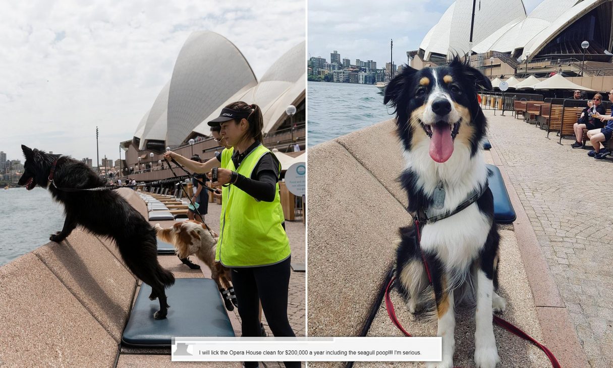 Opera Sydney chi hàng ngàn đô la thuê chó đuổi chim mòng biển giành đồ ăn của khách - Nha hat Opera Sydney