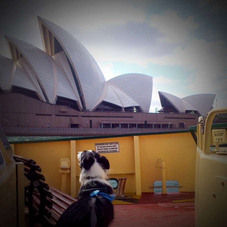 Opera Sydney chi hàng ngàn đô la thuê chó đuổi chim mòng biển giành đồ ăn của khách - Nha hat Opera Sydney 3