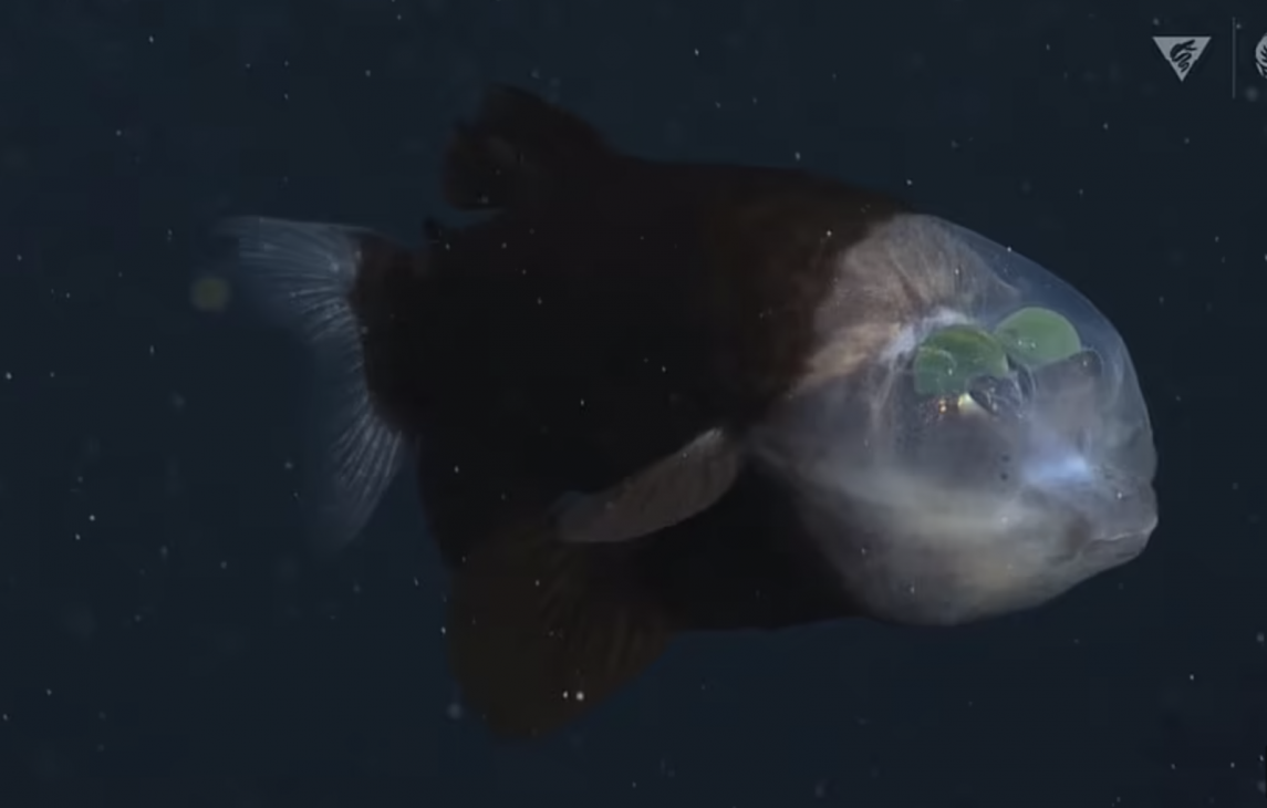 Phát hiện cá lạ: Đầu trong suốt, mắt nhìn xuyên trán và có thể thấy thức ăn trong miệng mình - ca Barreleye 1