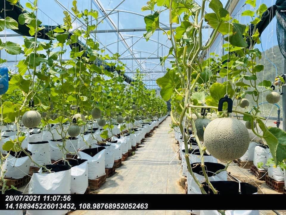 Nông nghiệp số, giấc mơ khởi từ cánh đồng Bình Định - 5 1