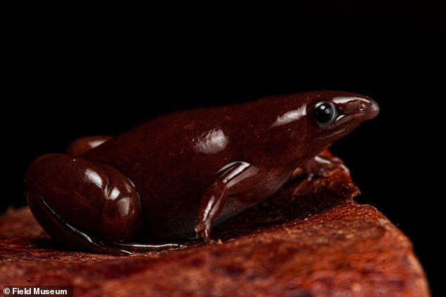 Phát hiện loài ếch mới có chiếc mũi giống lợn vòi - một ẩn số kỳ bí dưới lòng đất - ech 2