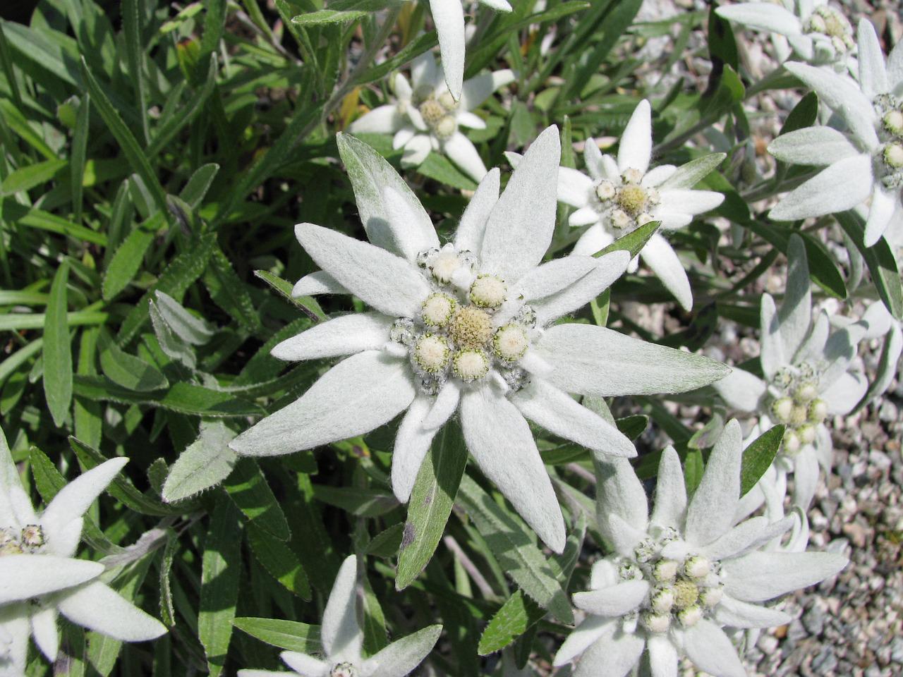 Hoa Edelweiss (hoa nhung tuyết) loài hoa đặc trưng nở trong giá lạnh dãy Alps là biểu tượng của thương hiệu bia này