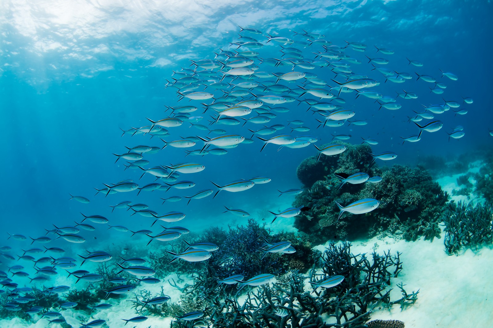 Công nghệ học sâu giúp bảo vệ rạn san hô - Great Barrier Reef 1