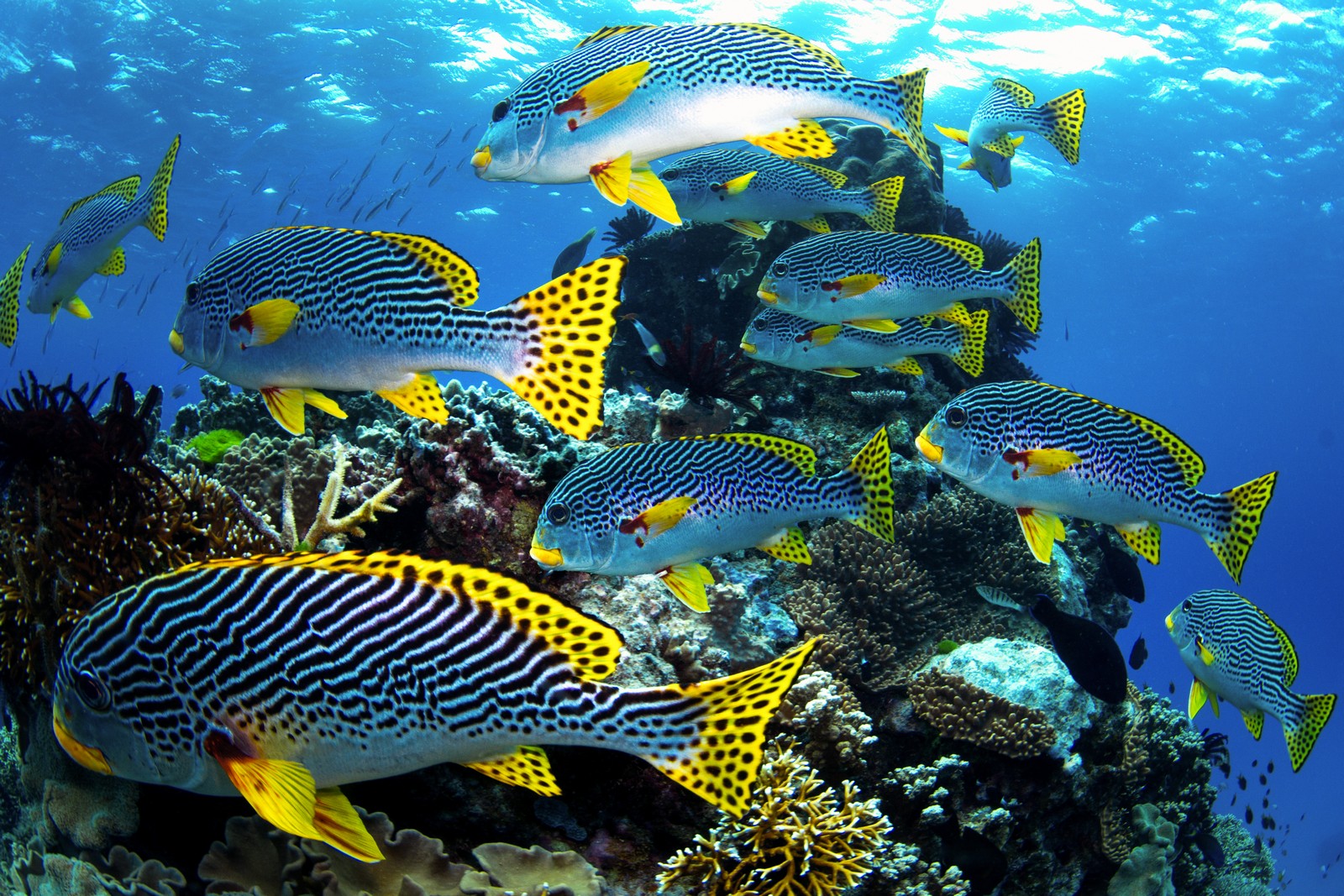 Công nghệ học sâu giúp bảo vệ rạn san hô - Great Barrier Reef 3