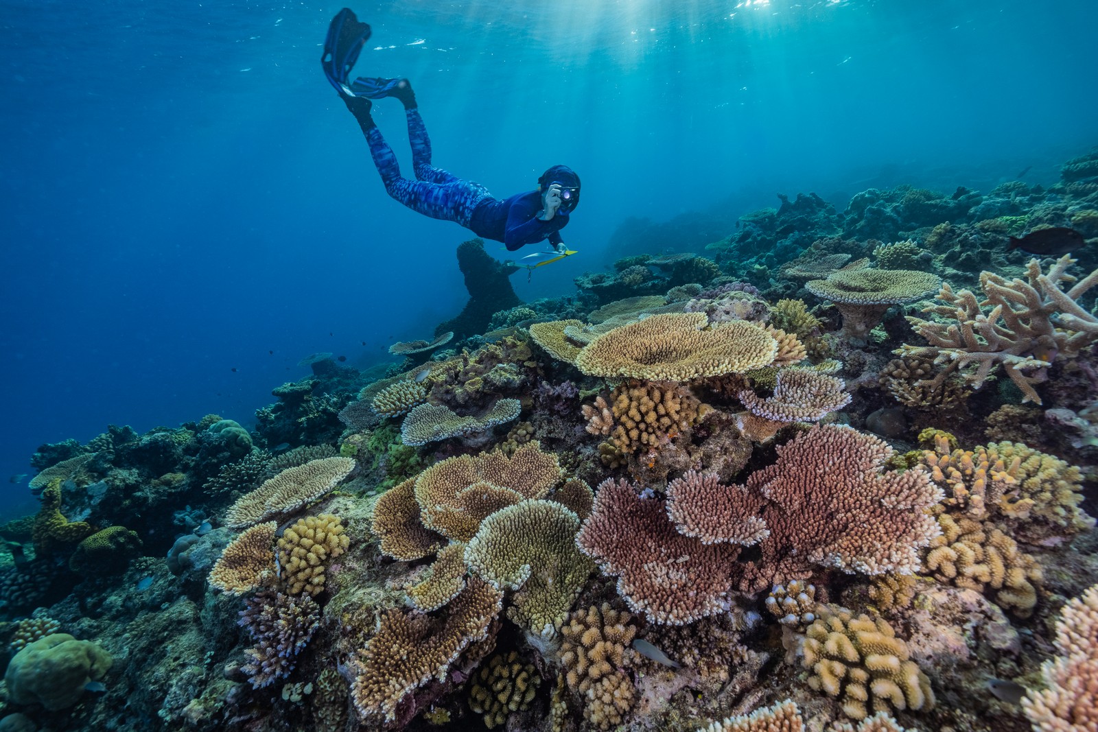 Công nghệ học sâu giúp bảo vệ rạn san hô - Great Reef Census Snorkeler