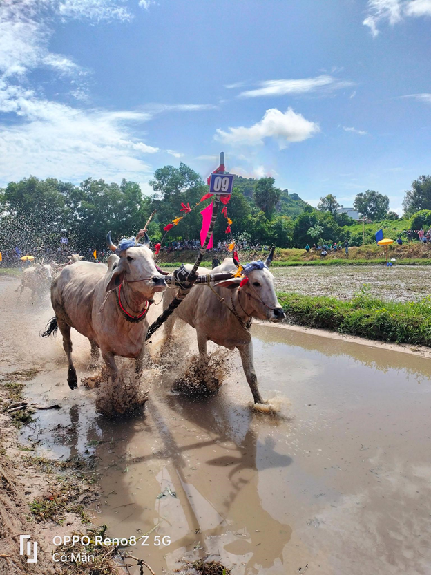 Chiêm ngưỡng lễ hội đua bò của đồng bào Khmer qua ống kính OPPO Reno8 Z 5G - image 1