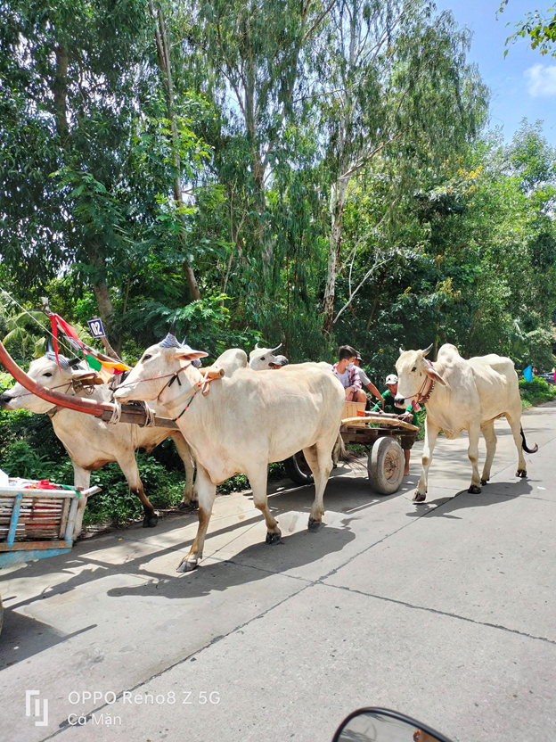 Chiêm ngưỡng lễ hội đua bò của đồng bào Khmer qua ống kính OPPO Reno8 Z 5G - image 2