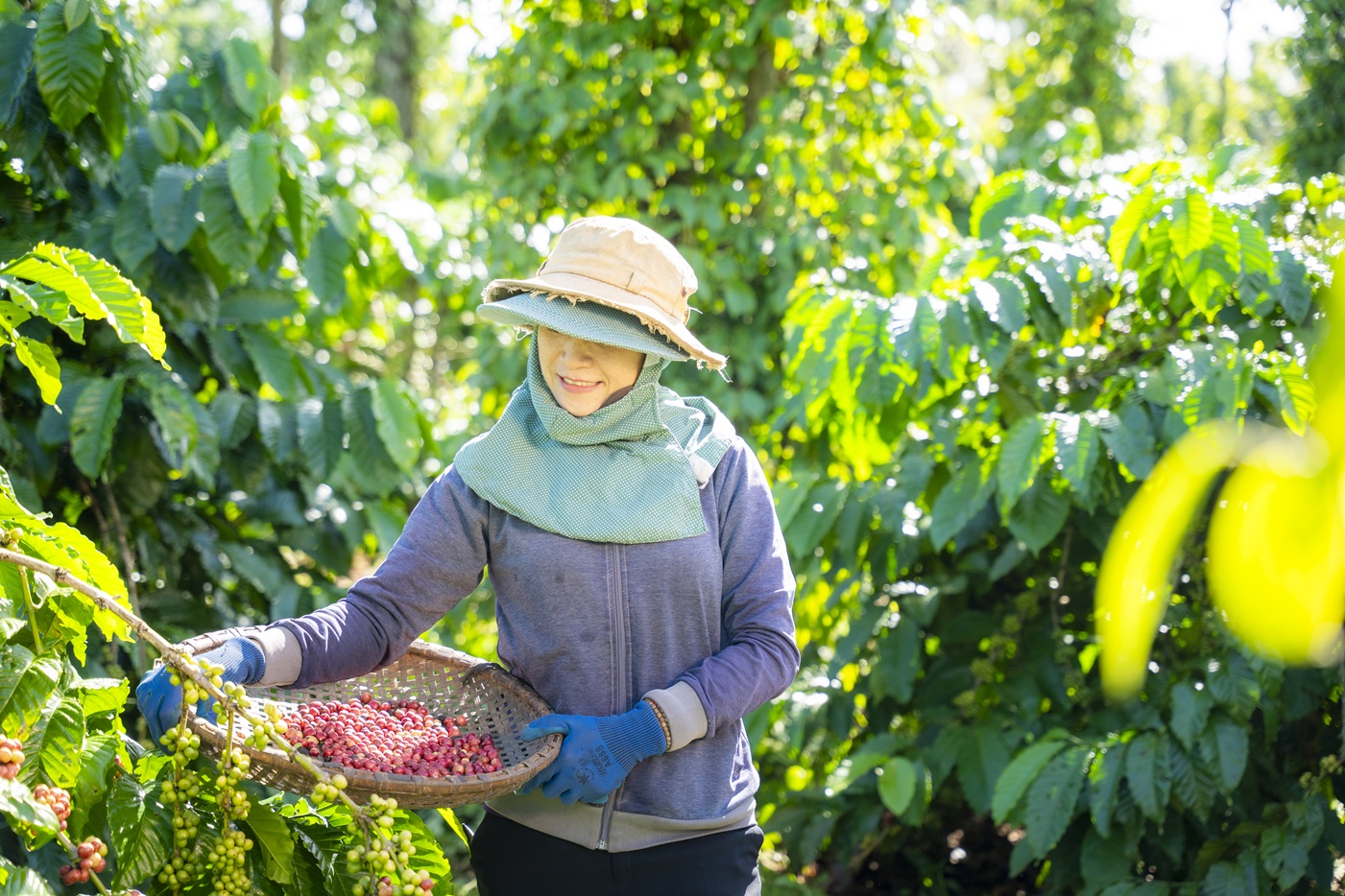 NESCAFÉ Plan được trao “Giải thưởng năm”  của Human Act Prize 2024 vì đóng góp cho nông dân trồng cà phê - Chuong trinh NESCAFE Plan da giup thay doi toan dien tich cuc doi song cua cong dong nong dan trong ca phe cung nhu nganh ca phe Viet Nam