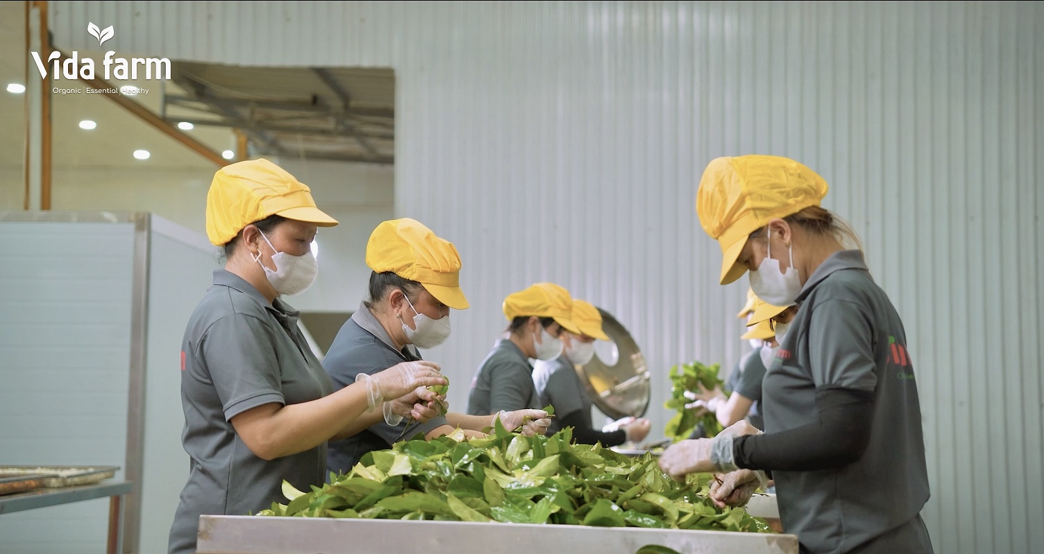 Vida Farm - trà thảo mộc Việt cán mốc doanh thu triệu USD trên Amazon - Anh 4 Quy trinh che bien tai Vida Farm duoc thuc hien ti mi tu khau lua chon nguyen lieu den so che dam bao giu tron su nguyen chat cua thao moc va tuan thu nghiem ngat cac tieu chuan chat luong