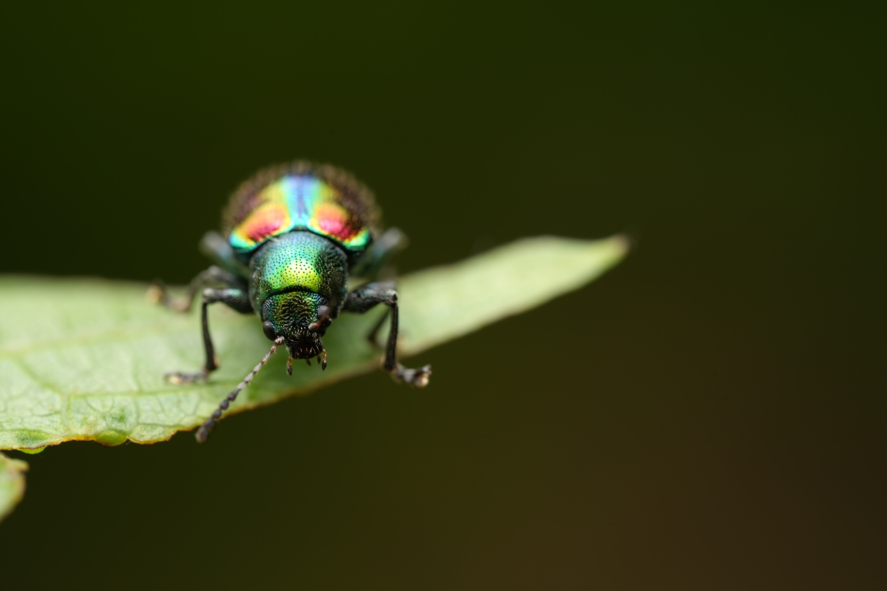 FE 100mm F2.8 Macro GM OSS, ống kính tele macro đầu tiên thuộc dòng G Master™ cùa Sony ra mắt - Sony 30