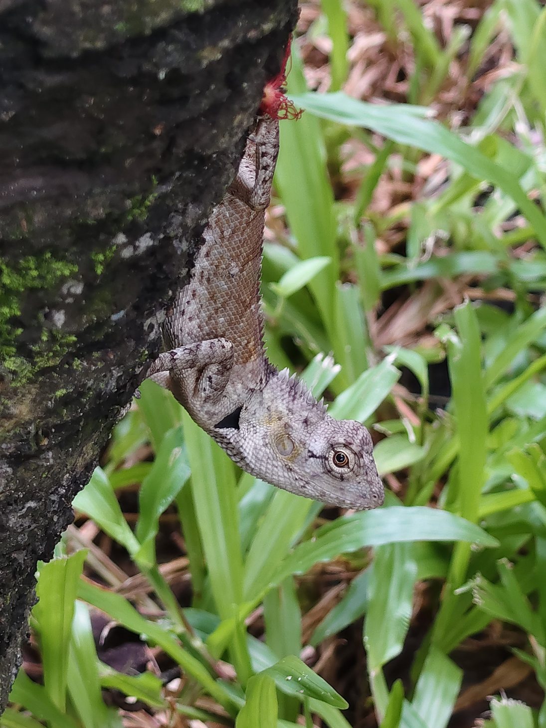 vivo V60 5G: Pin "trâu" trong thân máy mảnh mai, camera ấn tượng, thoải mái giải trí, sáng tạo nội dung số - IMG 20251112 132231