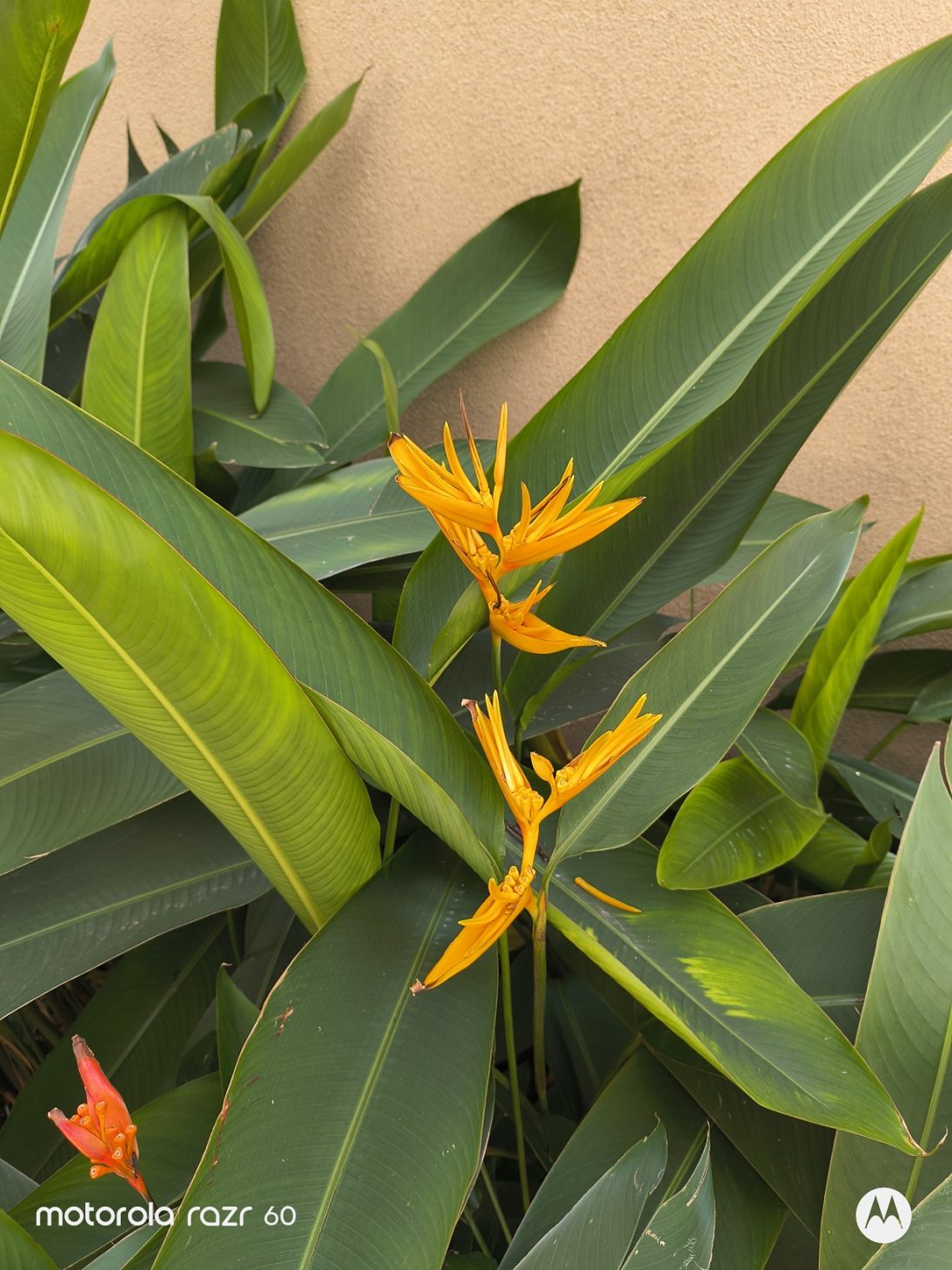 Motorola Razr 60 – Hào quang quá khứ tỏa về hôm nay - IMG 20251127 115440141