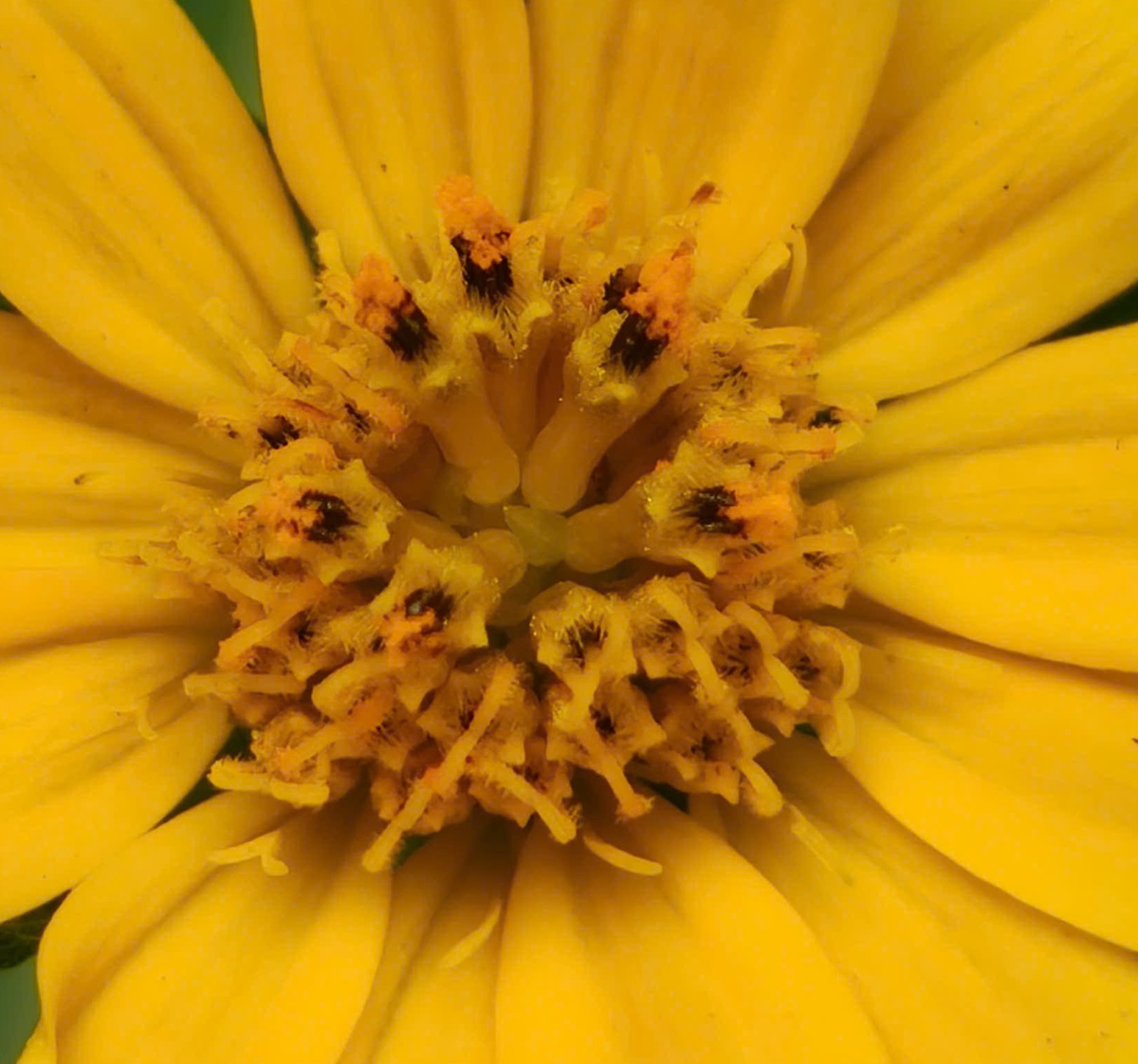 Trải nghiệm OPPO Find X9 màu Đỏ: Siêu phẩm nhiếp ảnh, cao thủ kết nối, thoải mái giao tiếp dù không biết ngoại ngữ - z7212643112153 f52fe427c50d99f3430aab3a575018c2