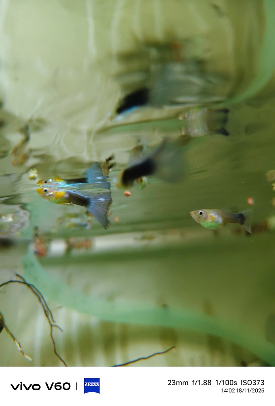 vivo V60 5G: Pin "trâu" trong thân máy mảnh mai, camera ấn tượng, thoải mái giải trí, sáng tạo nội dung số - z7236720049582 c6d44787851cf0cfa85f5880b4ad5da4