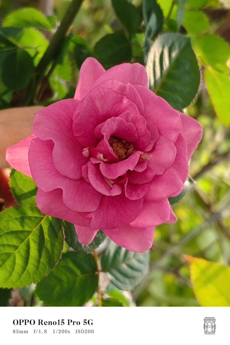 Khui hộp sớm bộ đôi OPPO Reno15 và Reno15 Pro, bất ngờ với thiết kế "Mưa Sao Băng" - z7377132040998 cbb1f3e06fd5ea80e797ac3b21b188b8