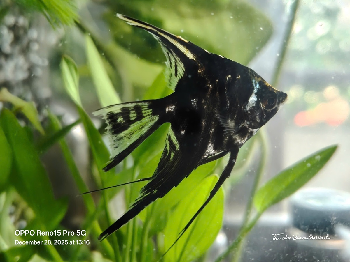 Khui hộp sớm bộ đôi OPPO Reno15 và Reno15 Pro, bất ngờ với thiết kế "Mưa Sao Băng" - z7377132055428 8efb853a51ef6a78966b8115fcac40f8