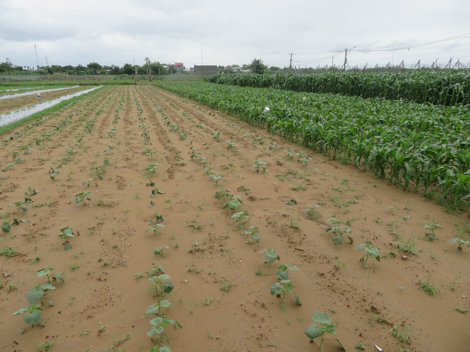 Thử nhìn AI như một tha nhân - H3