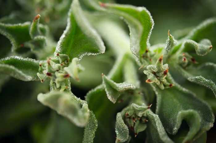 Groupe Rocher ứng dụng công nghệ bản sao kỹ thuật số cải tiến quy trình sản xuất mỹ phẩm từ thiên nhiên - A2 1